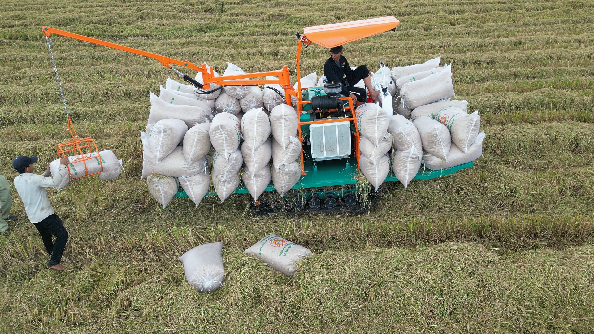 Thu gom bao lúa trên đồng bằng xe chở lúa tích hợp dàn gắp bao Phan Tấn