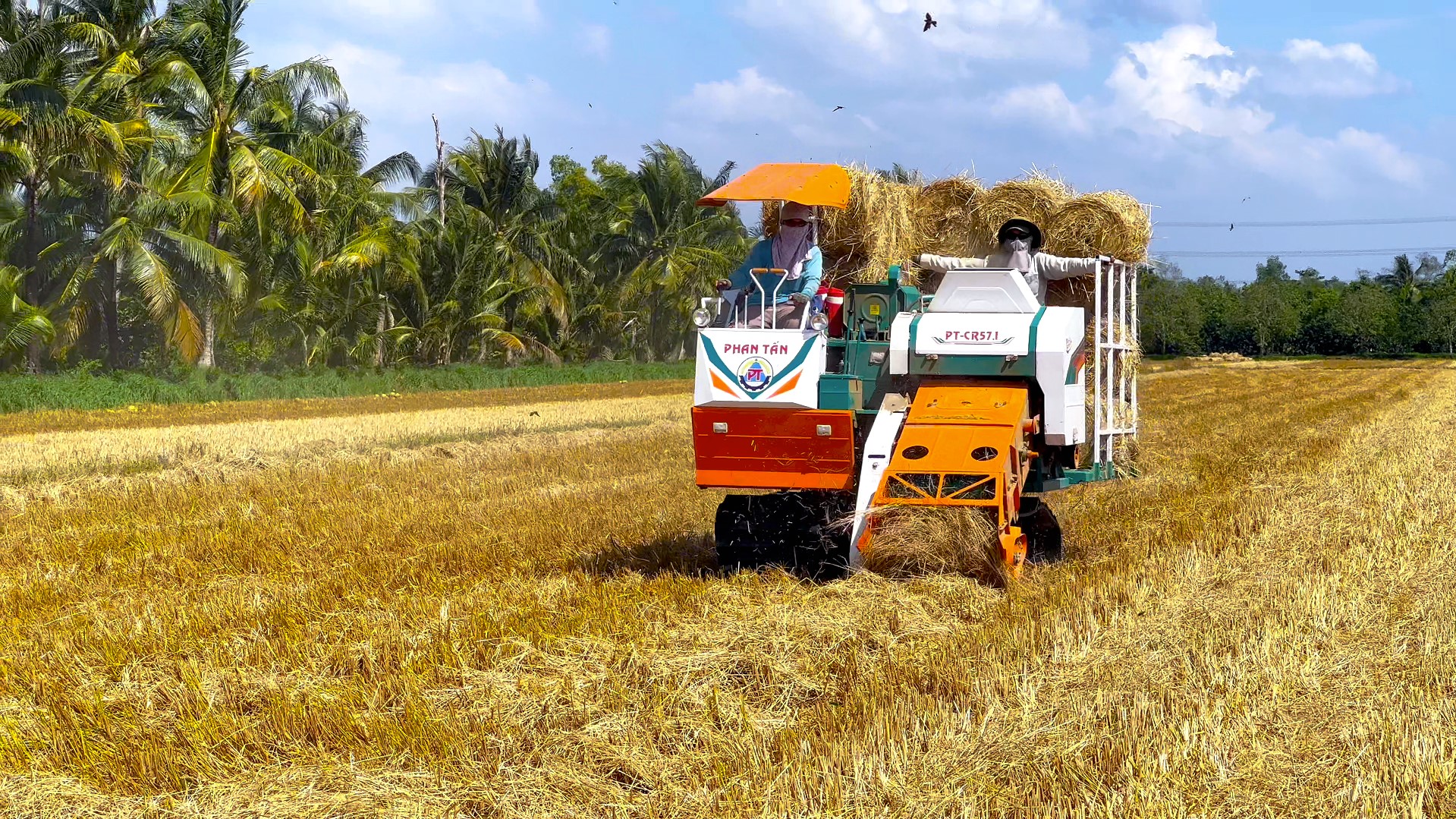 máy cuốn rơm phan tấn, băng tải lấy rơm phía trước giúp lấy rơm dễ dàng